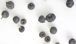 Rubia tinctoria seeds